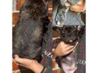French Bulldog Puppy for sale in Ward, AR, USA