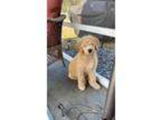 Goldendoodle Puppy for sale in Richmond Hill, GA, USA