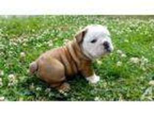 Bulldog Puppy for sale in BARTLESVILLE, OK, USA