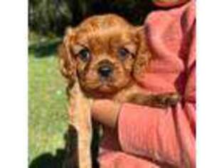 Cavalier King Charles Spaniel Puppy for sale in Mount Dora, FL, USA
