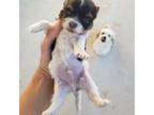 Havanese Puppy for sale in Casa Grande, AZ, USA
