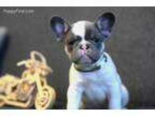 French Bulldog Puppy for sale in Zion, IL, USA
