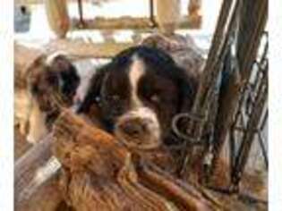 Cocker Spaniel Puppy for sale in Snyder, CO, USA