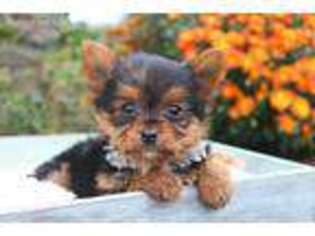 Yorkshire Terrier Puppy for sale in Lyndonville, NY, USA