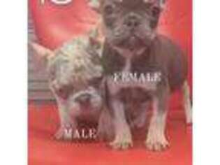 French Bulldog Puppy for sale in Huntington Park, CA, USA