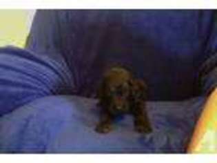 Goldendoodle Puppy for sale in HARTFORD, KY, USA