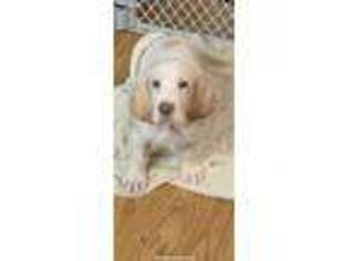 Spinone Italiano Puppy for sale in Cleveland, OH, USA