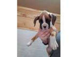 Boxer Puppy for sale in Glenfield, NY, USA