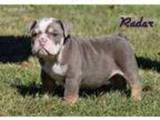 Bulldog Puppy for sale in Macomb, OK, USA