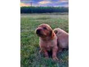 Golden Retriever Puppy for sale in Onaway, MI, USA