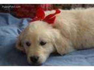 Golden Retriever Puppy for sale in Tetonia, ID, USA