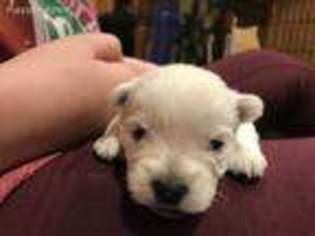 West Highland White Terrier Puppy for sale in Belchertown, MA, USA