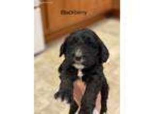 English Springer Spaniel Puppy for sale in Battle Ground, WA, USA