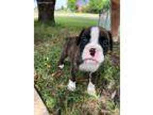 Boxer Puppy for sale in Celina, TX, USA