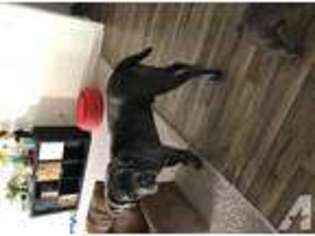Neapolitan Mastiff Puppy for sale in FOLEY, AL, USA
