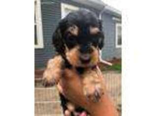 Dachshund Puppy for sale in Donahue, IA, USA