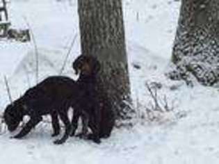 German Shorthaired Pointer Puppy for sale in Foster, RI, USA