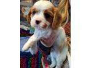 Cavalier King Charles Spaniel Puppy for sale in Jackson, MO, USA
