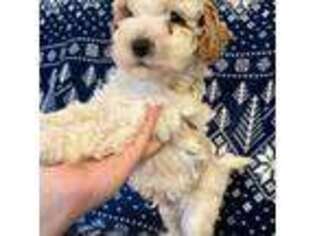 Cavapoo Puppy for sale in Lenox, GA, USA