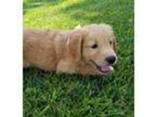 Golden Retriever Puppy for sale in Dallas, TX, USA