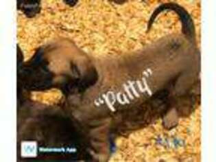 Mastiff Puppy for sale in Spring Branch, TX, USA