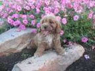Cavapoo Puppy for sale in Lykens, PA, USA