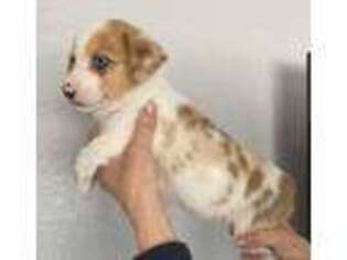 Pembroke Welsh Corgi Puppy for sale in Santa Clarita, CA, USA