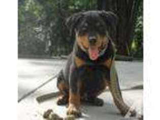 Rottweiler Puppy for sale in DURHAM, NC, USA