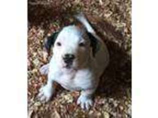 Mutt Puppy for sale in Blue Mountain, MS, USA