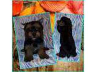 Yorkshire Terrier Puppy for sale in Custer, KY, USA