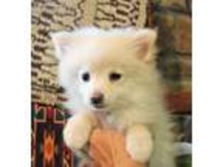 Pomeranian Puppy for sale in Sanderson, TX, USA