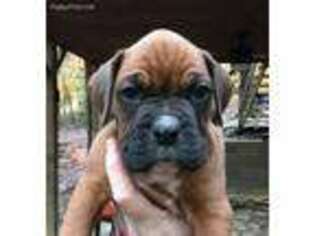 Boxer Puppy for sale in Walhalla, SC, USA