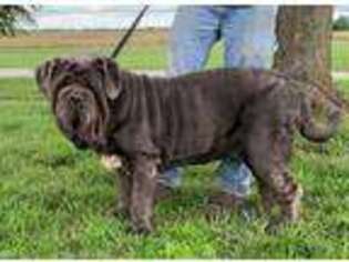 Neapolitan Mastiff Puppy for sale in Lowry City, MO, USA