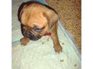 French Bulldog Puppy for sale in Cornell, WI, USA