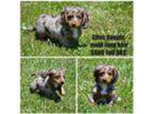 Dachshund Puppy for sale in Nelson, MO, USA
