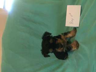 Yorkshire Terrier Puppy for sale in Jackson, NC, USA