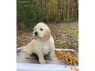Labradoodle Puppy for sale in Poplar Bluff, MO, USA