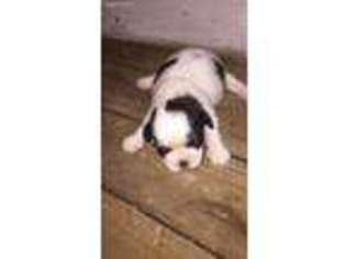 Mutt Puppy for sale in Winfield, PA, USA