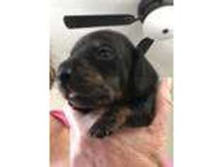 Dachshund Puppy for sale in Rancho Cucamonga, CA, USA