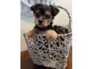 Yorkshire Terrier Puppy for sale in Atwater, CA, USA