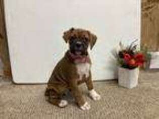 Boxer Puppy for sale in Columbiana, OH, USA
