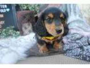 Dachshund Puppy for sale in Peoria, AZ, USA