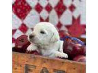 Mutt Puppy for sale in Brewster, WA, USA