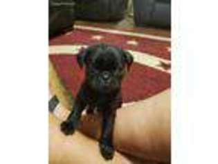 Pug Puppy for sale in Temple, TX, USA