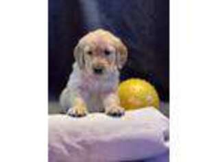 Golden Retriever Puppy for sale in Platte, SD, USA