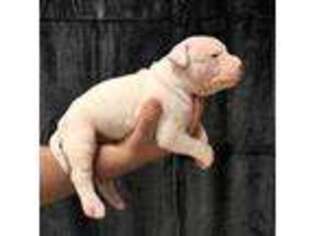 American Bulldog Puppy for sale in Clifton, TN, USA