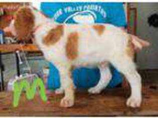 Brittany Puppy for sale in Aplington, IA, USA
