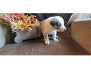 Border Collie Puppy for sale in Copperopolis, CA, USA