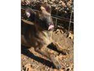 Dutch Shepherd Dog Puppy for sale in Harvest, AL, USA