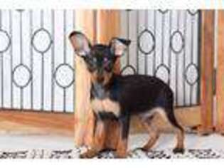 Miniature Pinscher Puppy for sale in Naples, FL, USA